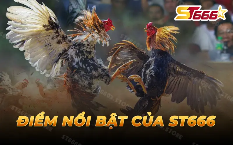 Điểm nổi bật của đá gà ST666